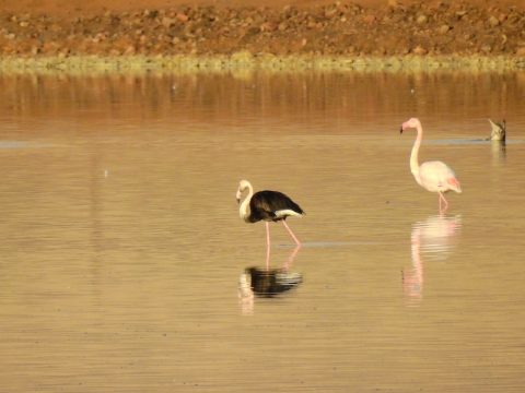 black flamingo israel