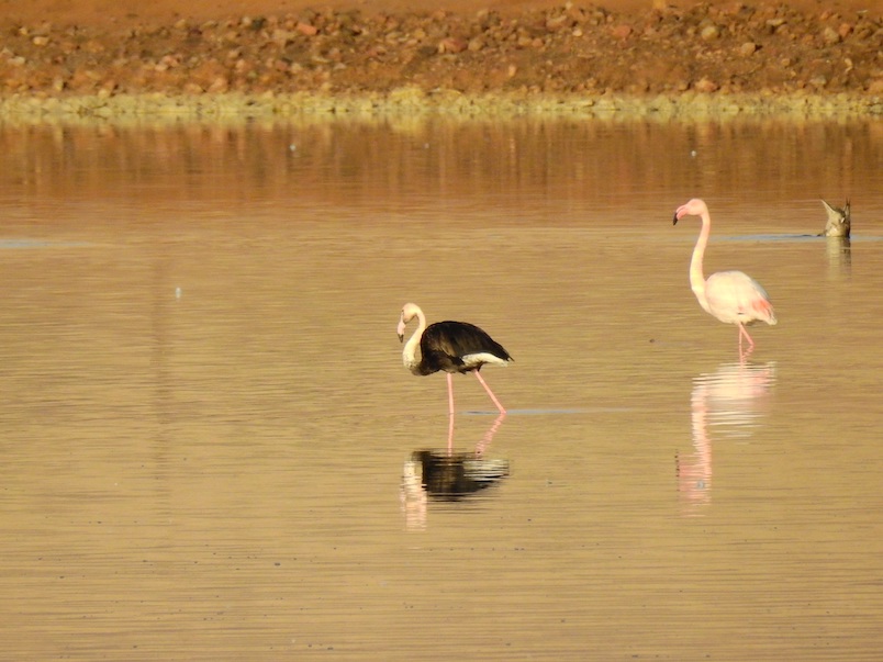 black flamingo israel